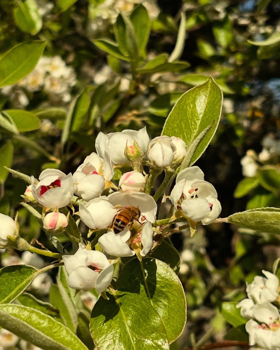 Honungsbi pollinerar i äppelträdsblomning.