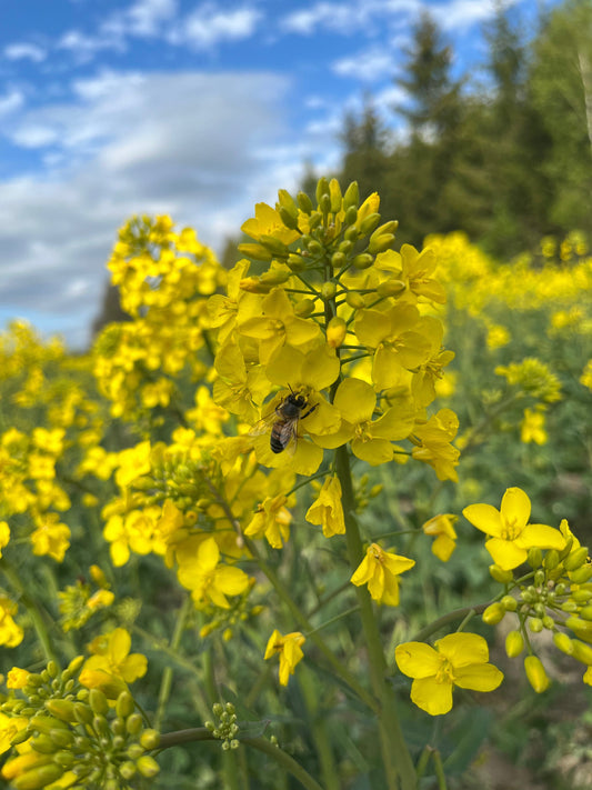 Bi som pollinerar rapsblommor under rapsblomning
