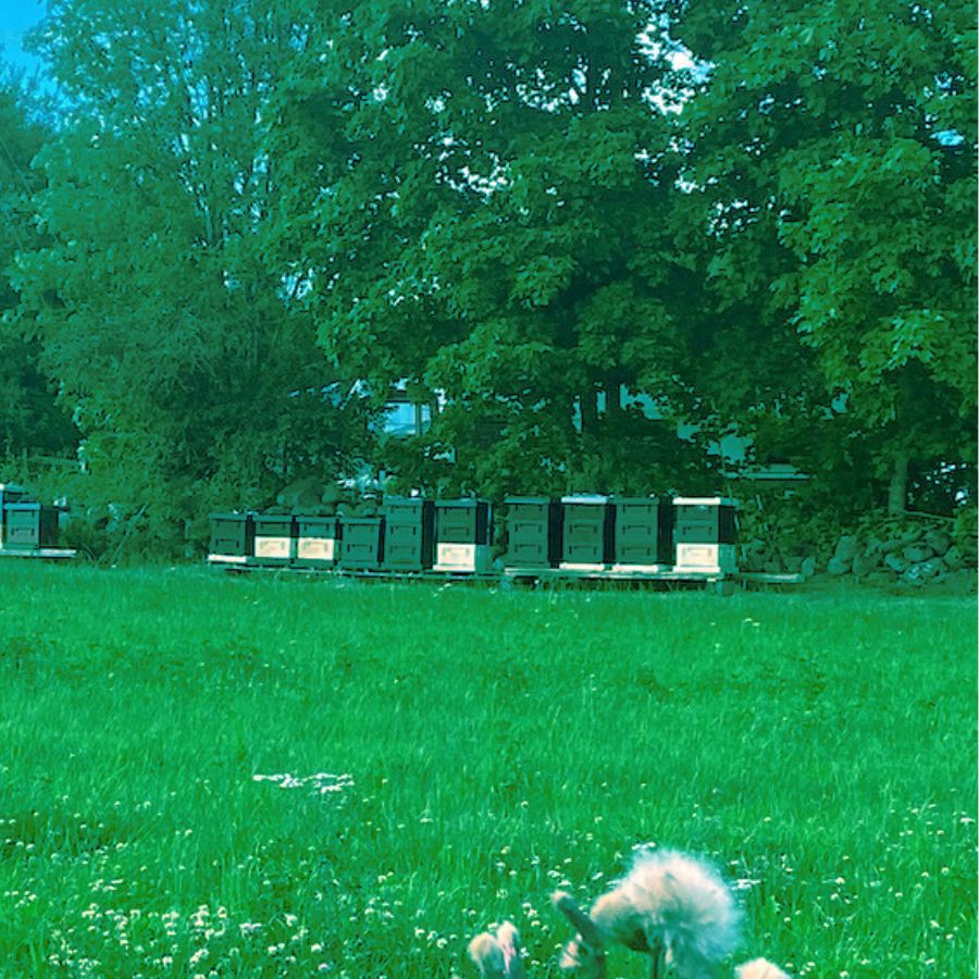 Företagskupor hos Nektargården – ca 10 bikupor för uthyrning till företag och organisationer